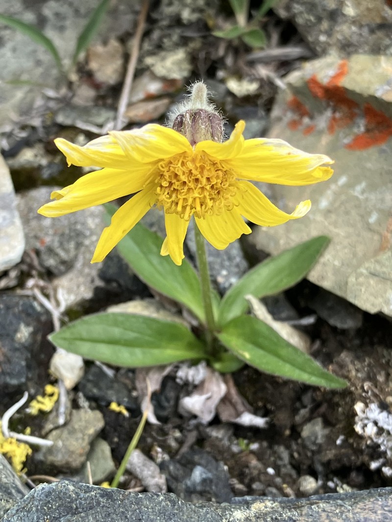 Snow Arnica photo 3