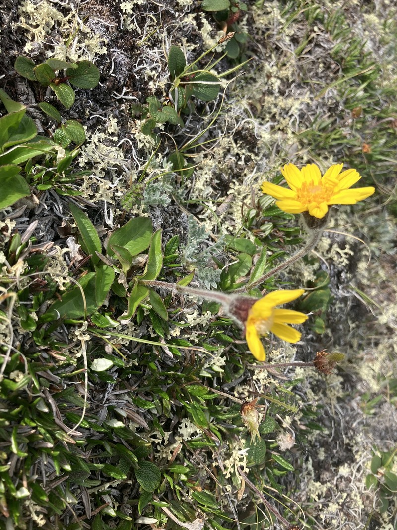 Snow Arnica photo 4
