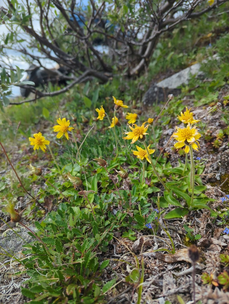 Snow Arnica photo 6