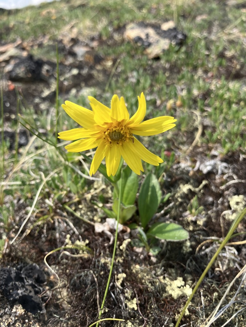 Snow Arnica photo 7