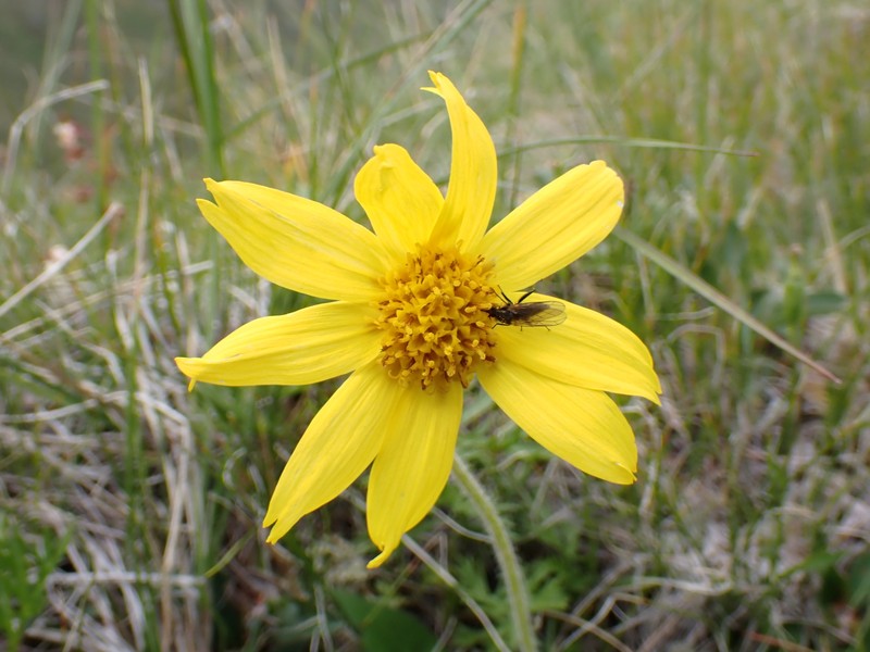Snow Arnica photo 8
