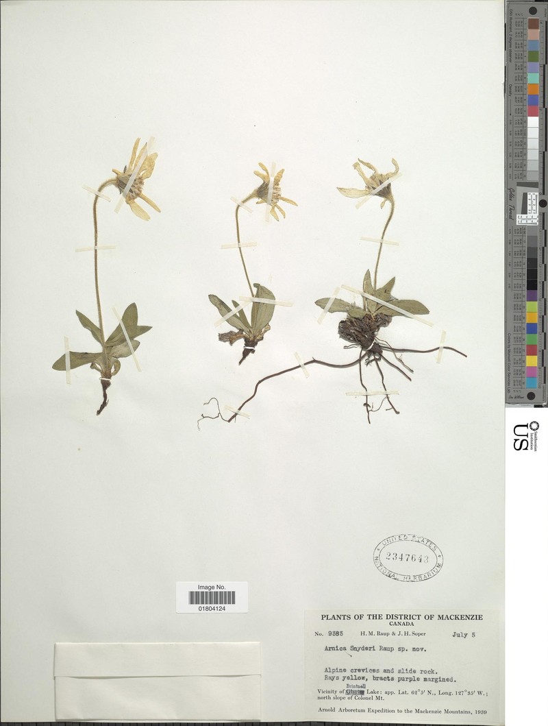 Arnica griscomii subsp. griscomii