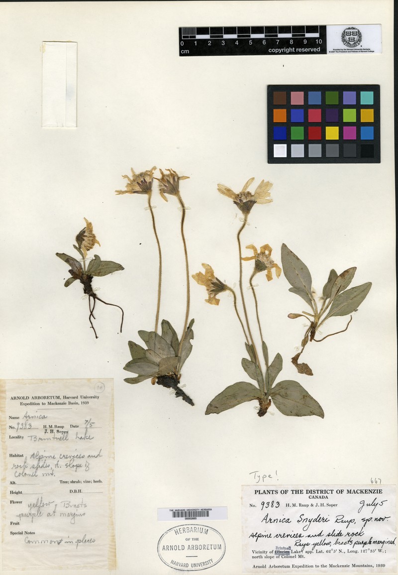 Arnica griscomii subsp. griscomii photo 2