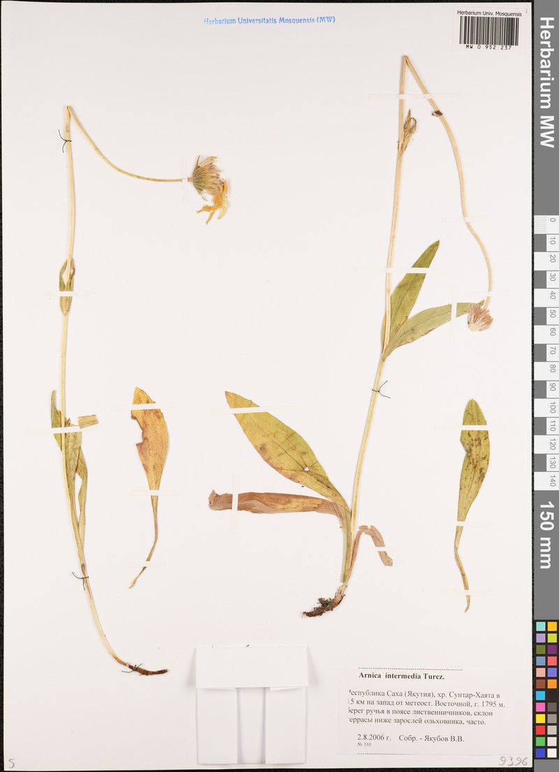 Arnica intermedia