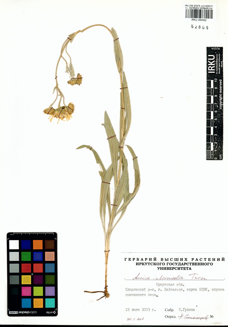 Arnica intermedia photo 2