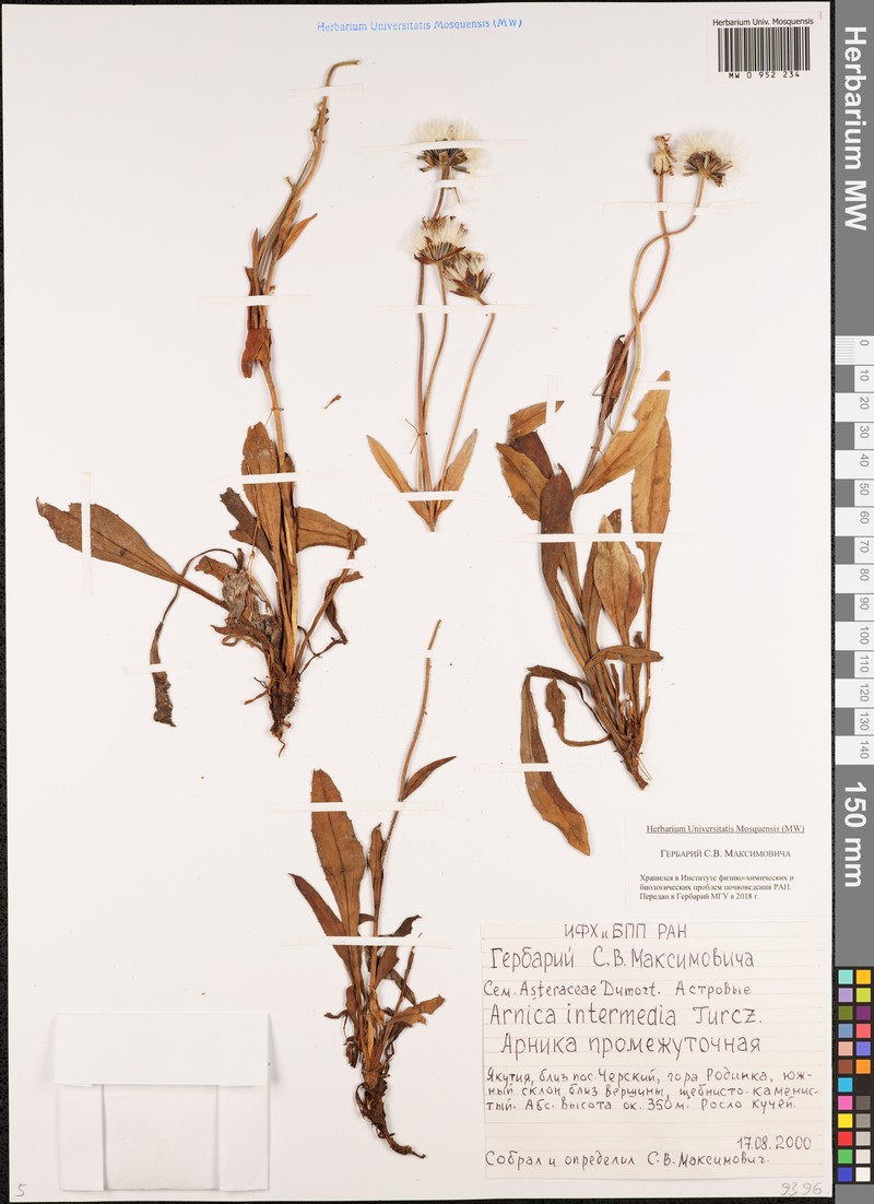 Arnica intermedia photo 3