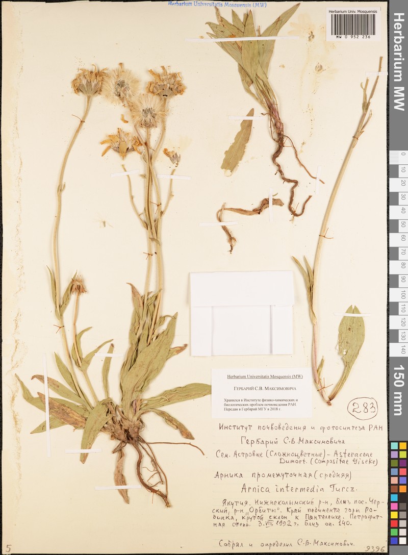Arnica intermedia photo 4