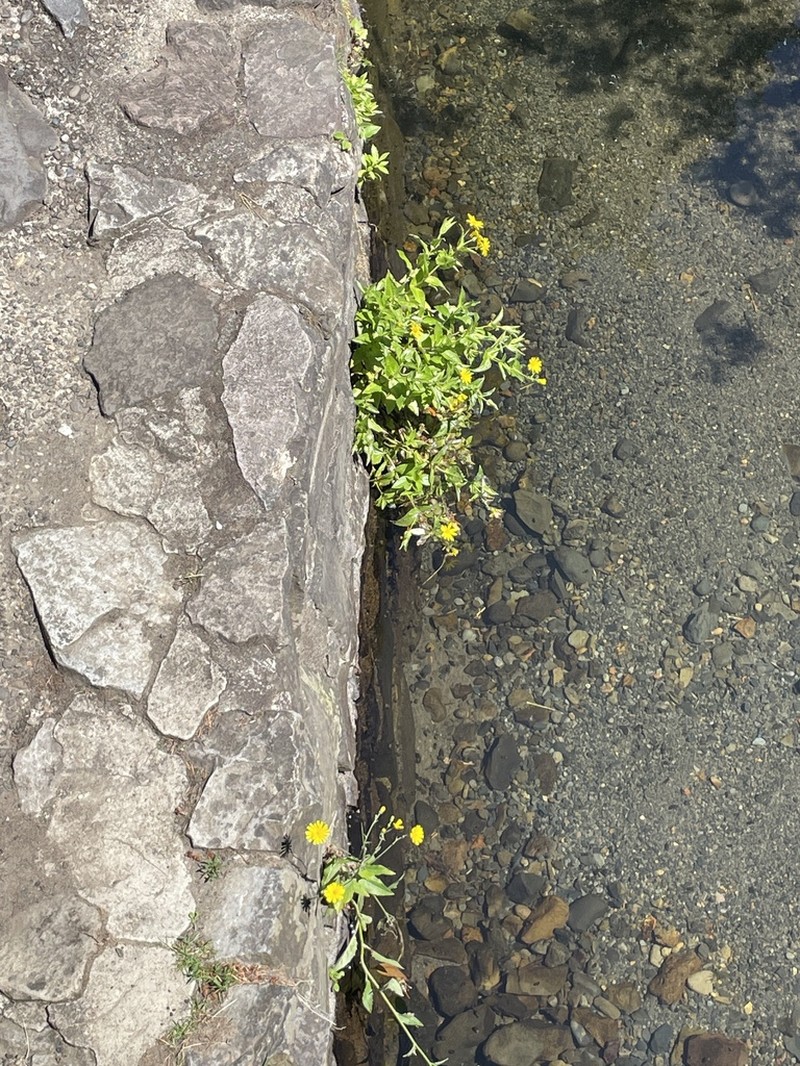 Lanceleaf Arnica photo 2
