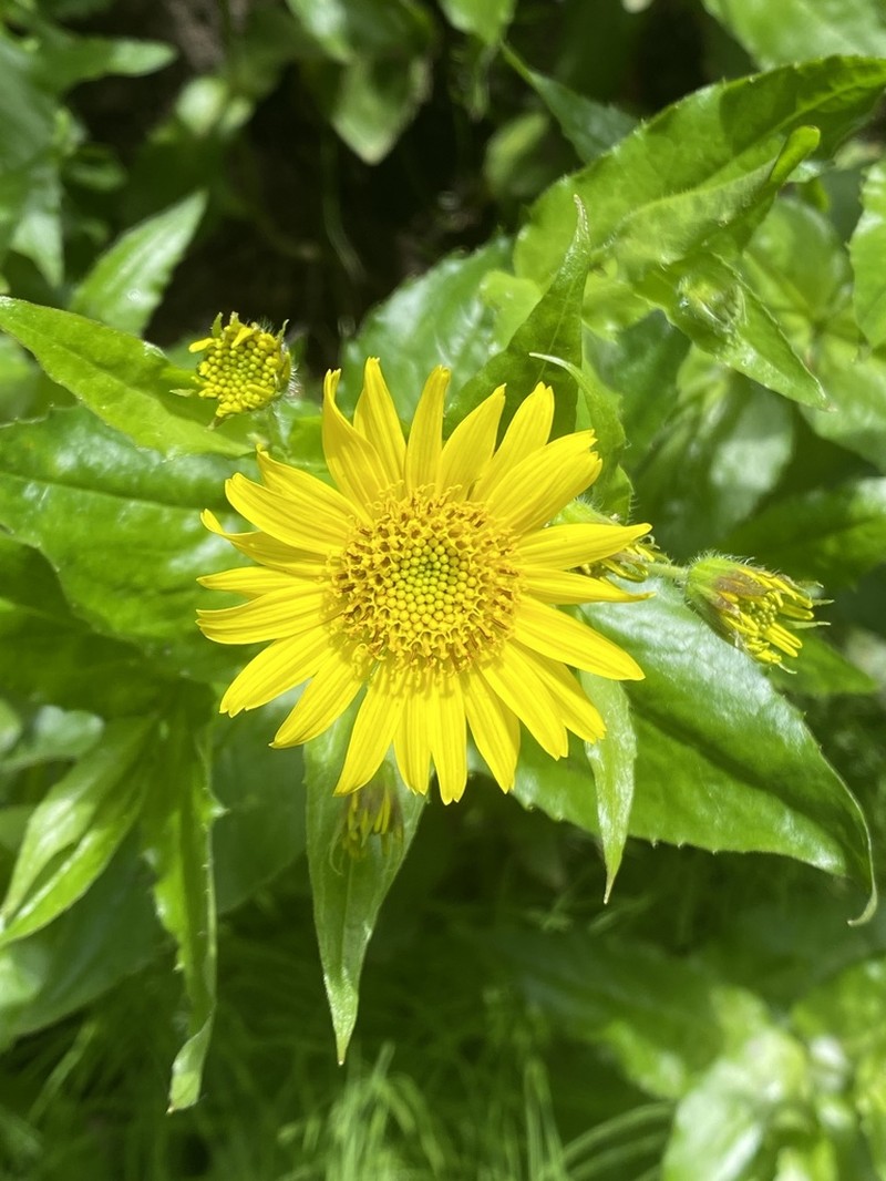 Lanceleaf Arnica photo 3