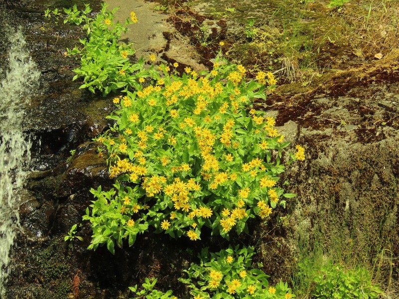 Lanceleaf Arnica photo 4