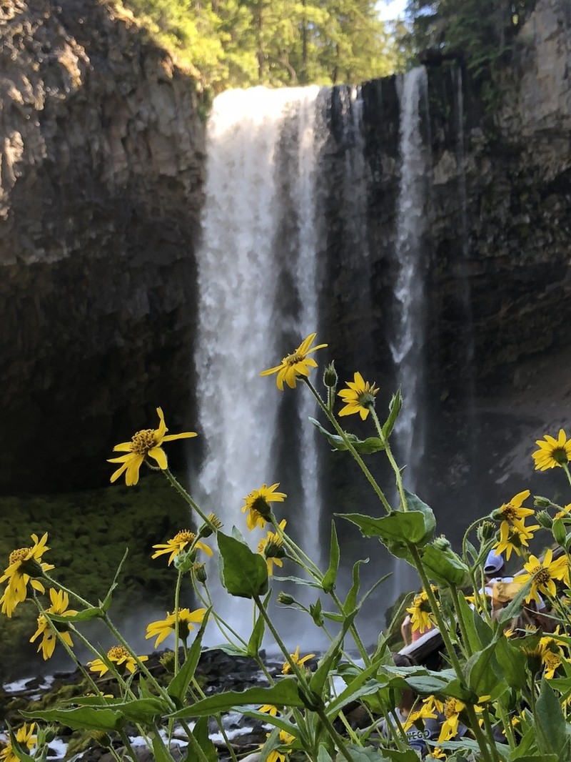 Lanceleaf Arnica photo 5