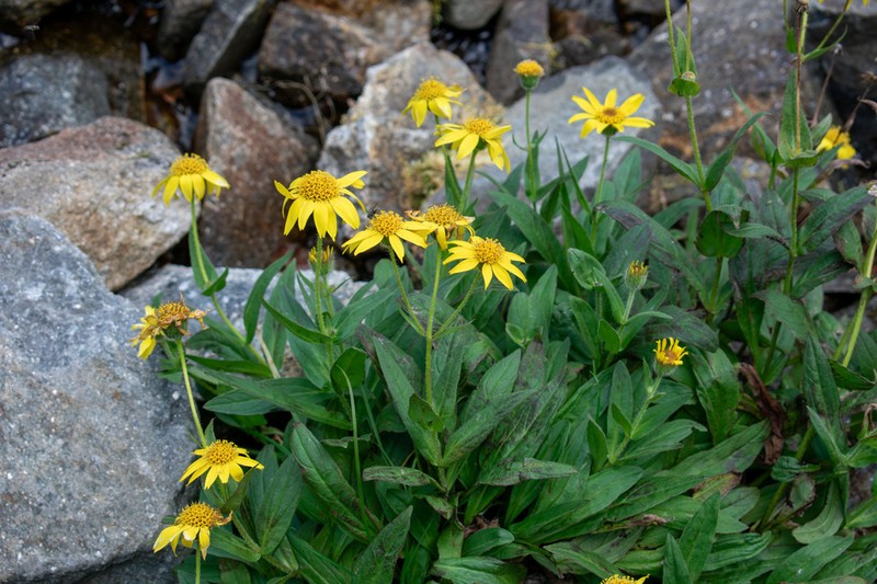 Lanceleaf Arnica photo 6