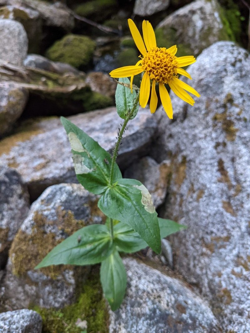 Lanceleaf Arnica photo 7