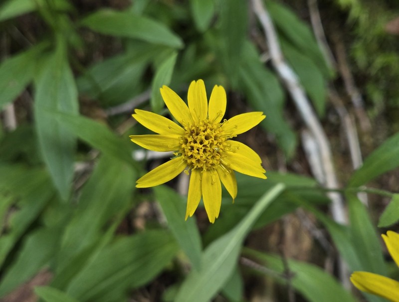 Arnica lanceolata subsp. lanceolata