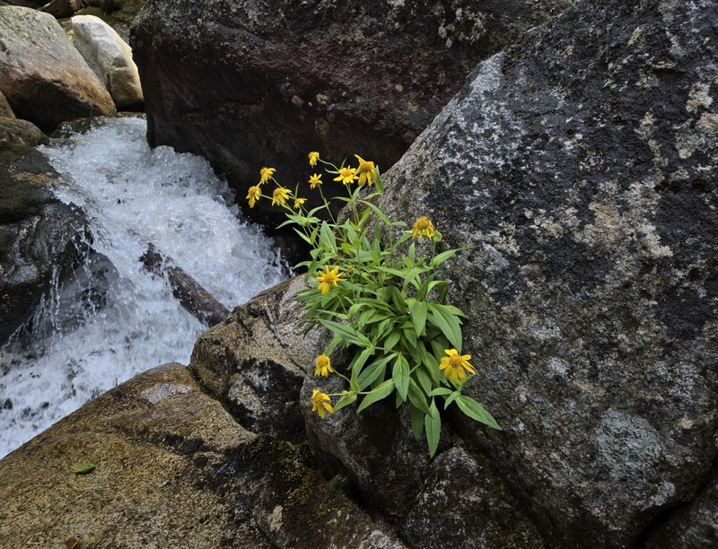 Arnica lanceolata subsp. lanceolata photo 2