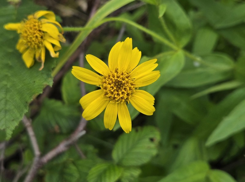 Arnica lanceolata subsp. lanceolata photo 3