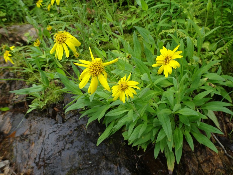 Arnica lanceolata subsp. lanceolata photo 4