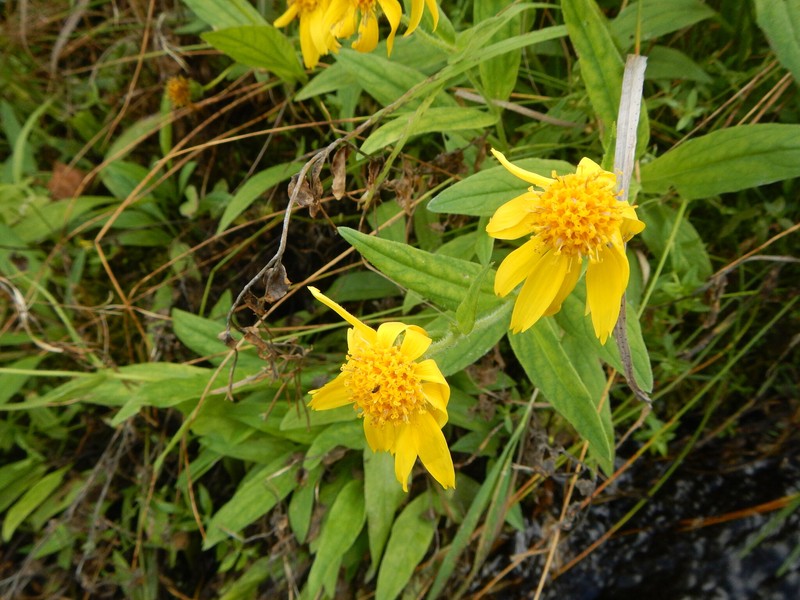 Arnica lanceolata subsp. lanceolata photo 5