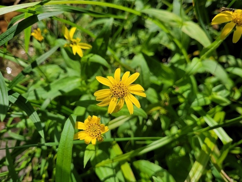 Arnica lanceolata subsp. lanceolata photo 6