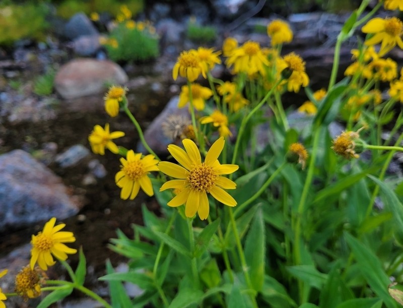 Arnica lanceolata subsp. lanceolata photo 7