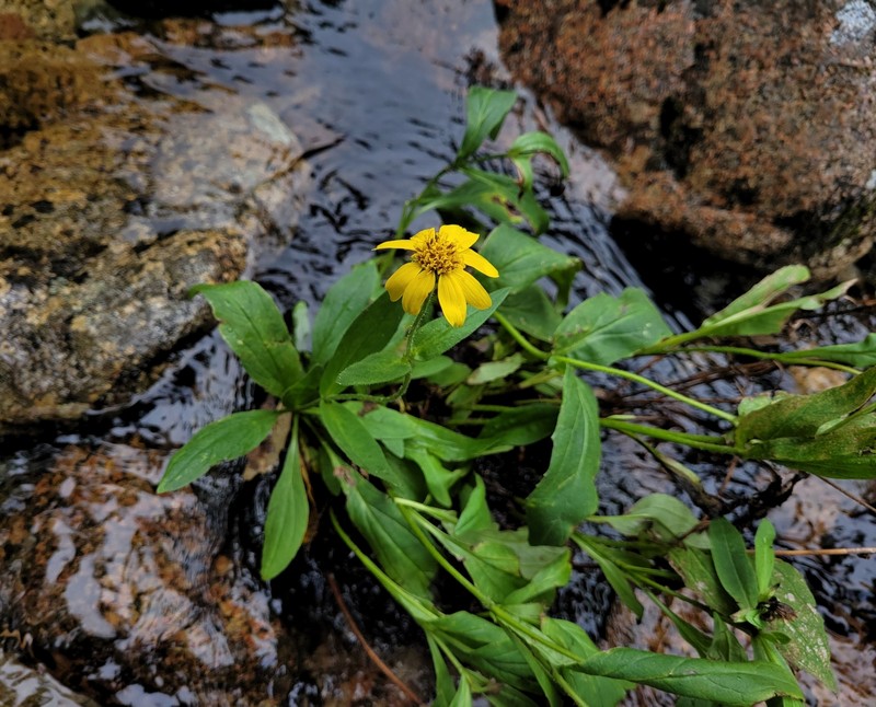 Arnica lanceolata subsp. lanceolata photo 8