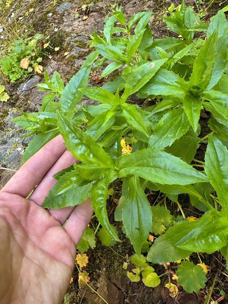 Clasping Arnica