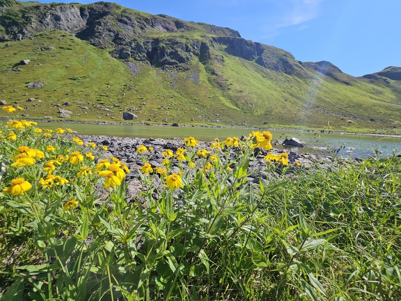 Clasping Arnica photo 2