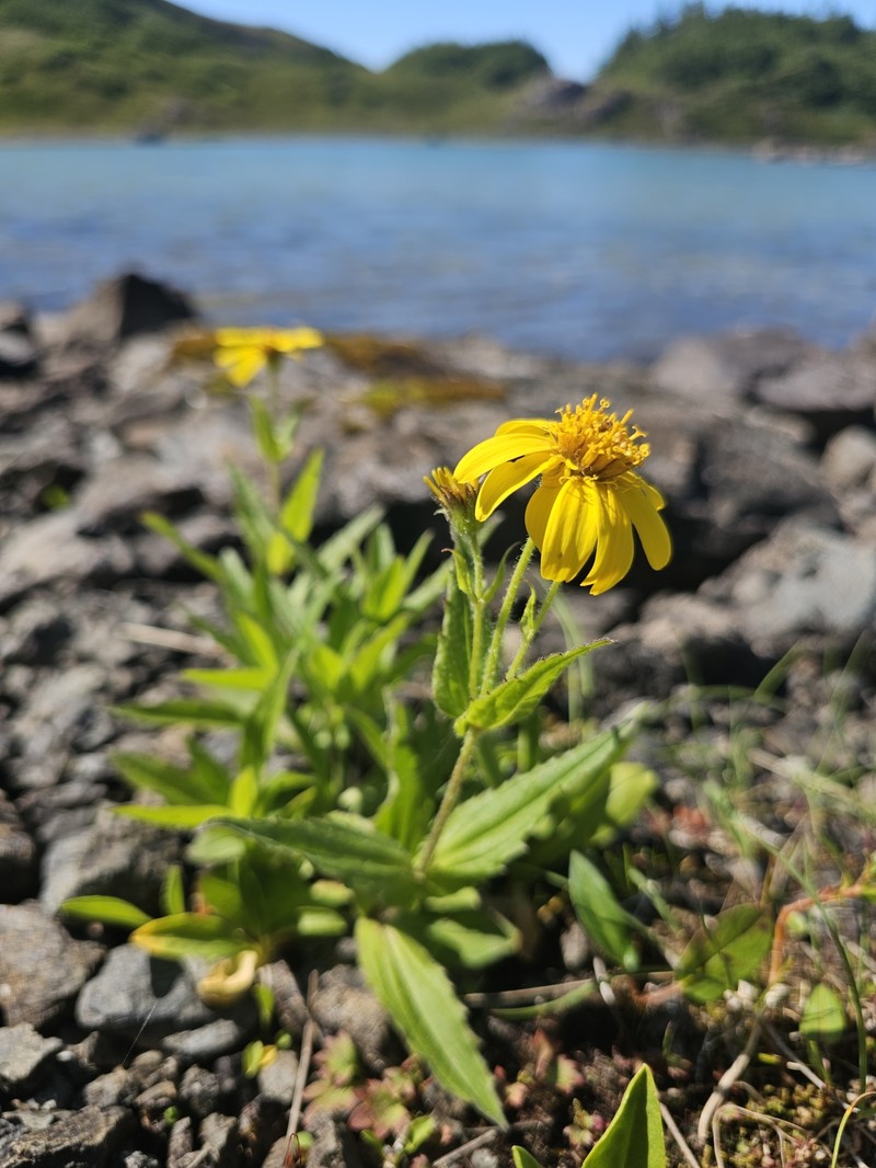 Clasping Arnica photo 3
