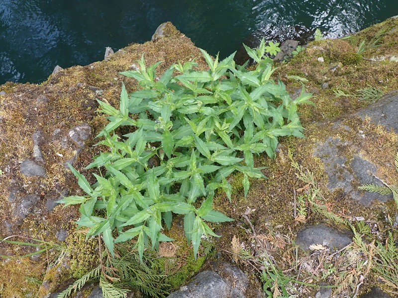 Clasping Arnica photo 5