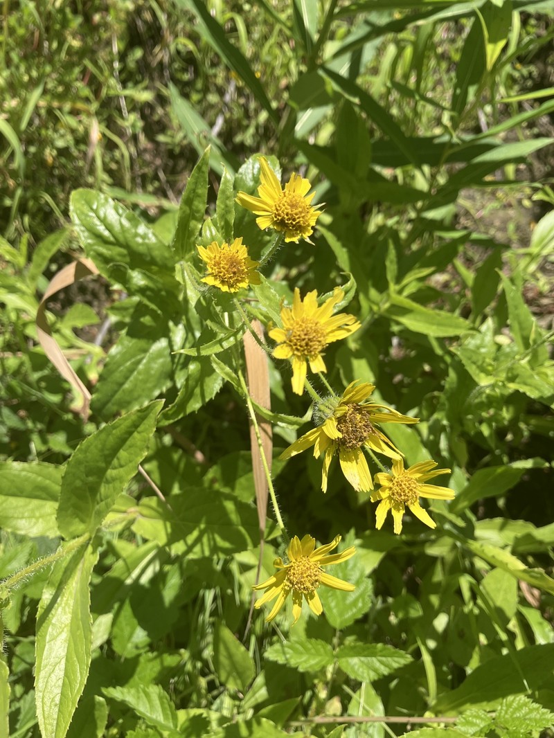Clasping Arnica photo 6