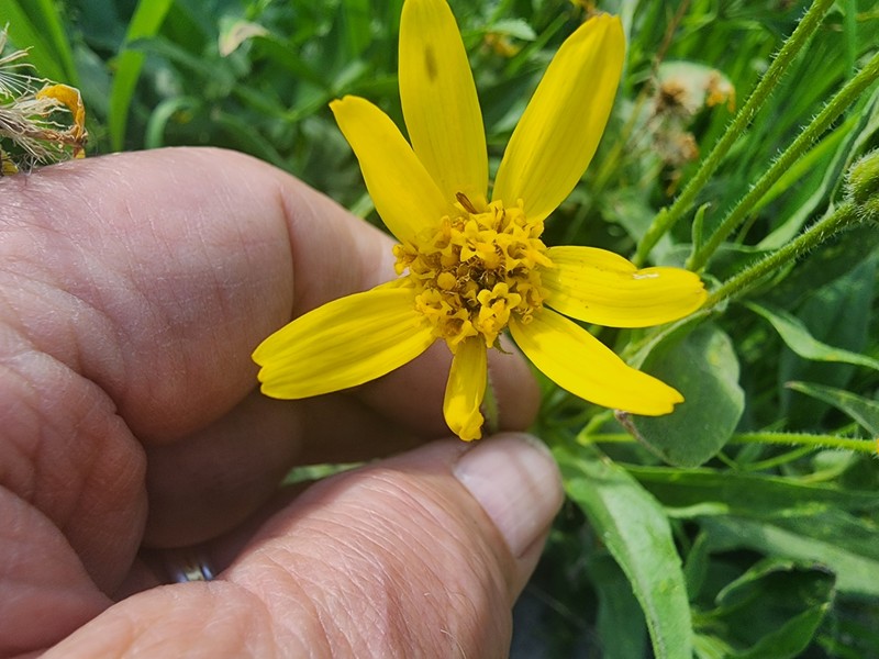 Clasping Arnica photo 7