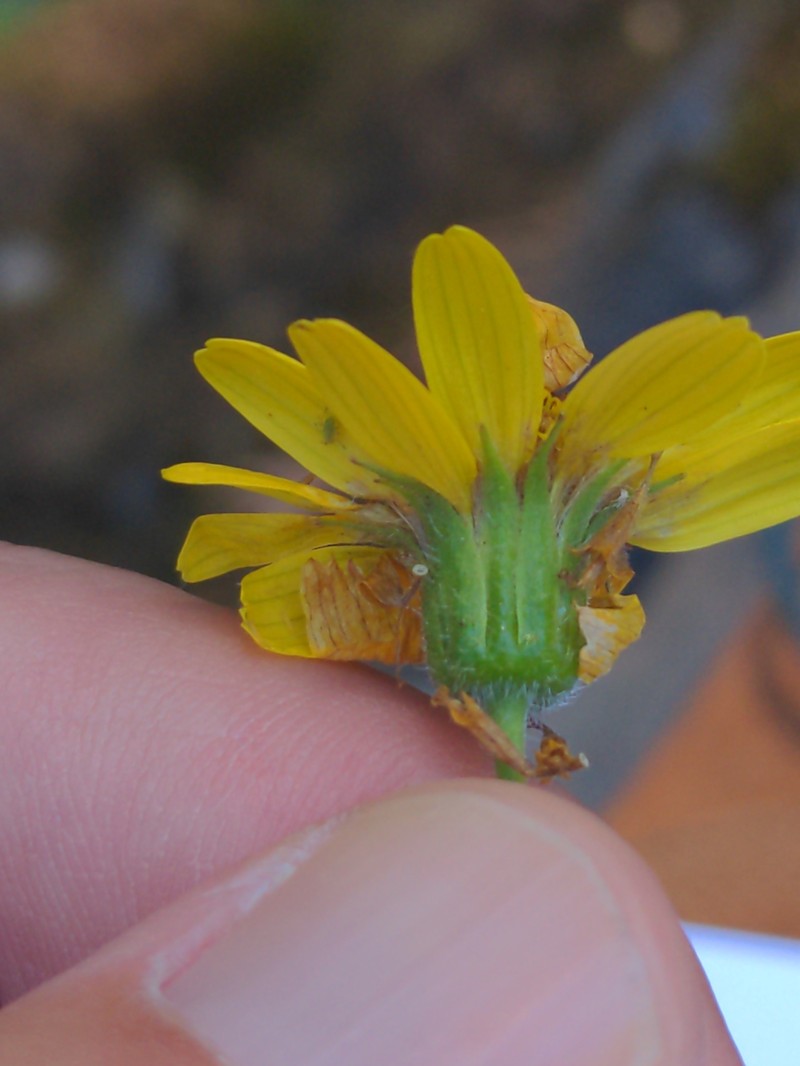 Clasping Arnica photo 8