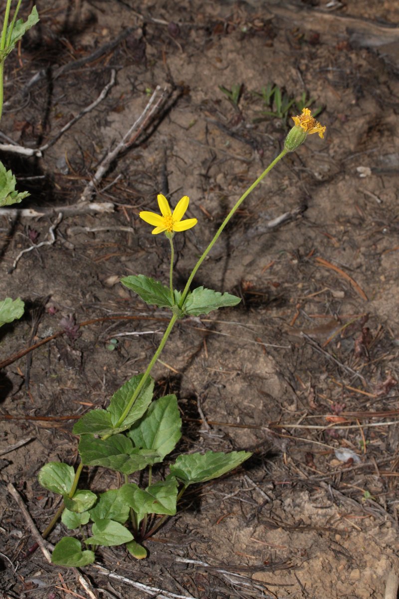 Broadleaf Arnica