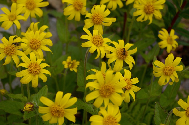 Broadleaf Arnica photo 2