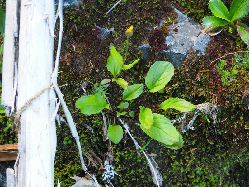 Broadleaf Arnica photo 3