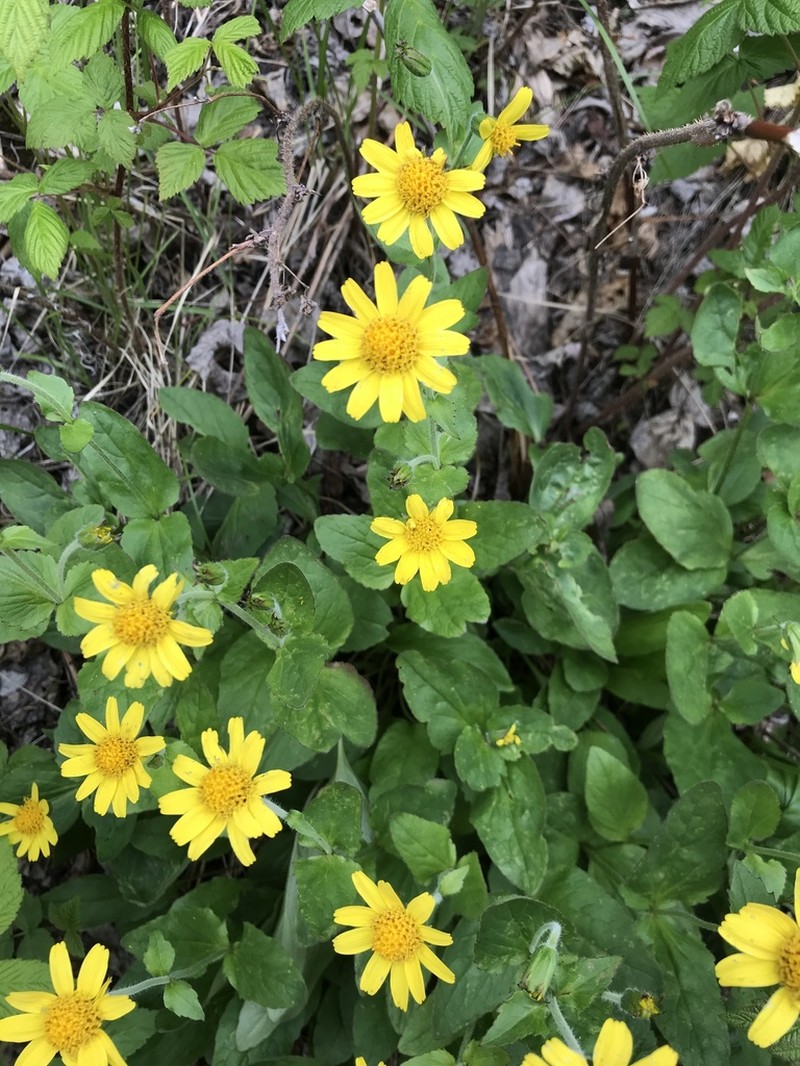 Broadleaf Arnica photo 4