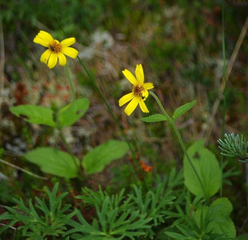 Broadleaf Arnica photo 5
