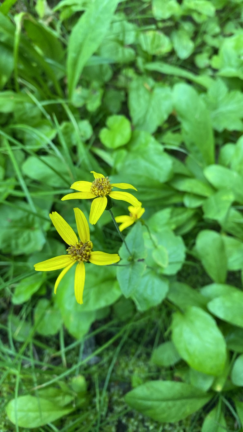 Broadleaf Arnica photo 6
