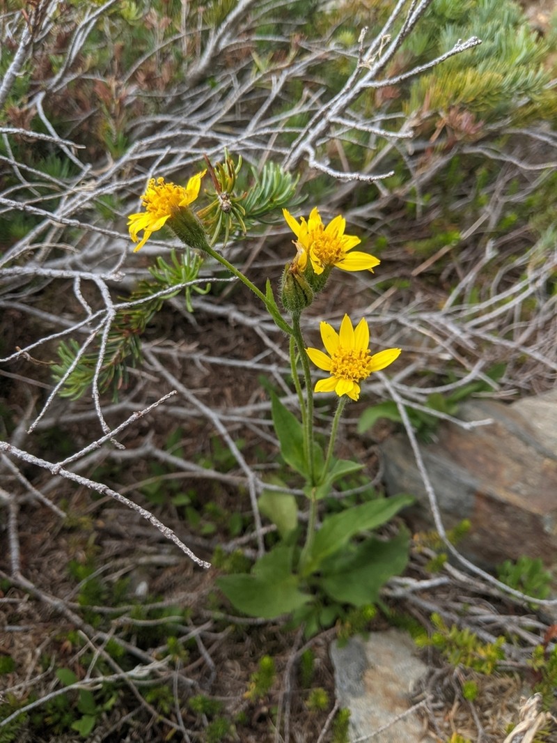 Broadleaf Arnica photo 7