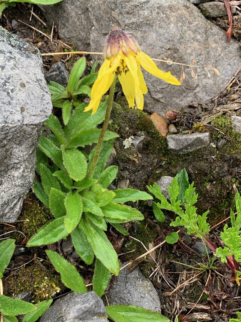 Nodding Arnica photo 2