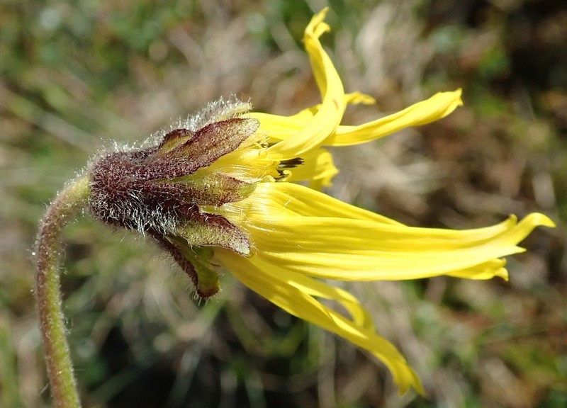 Nodding Arnica photo 3