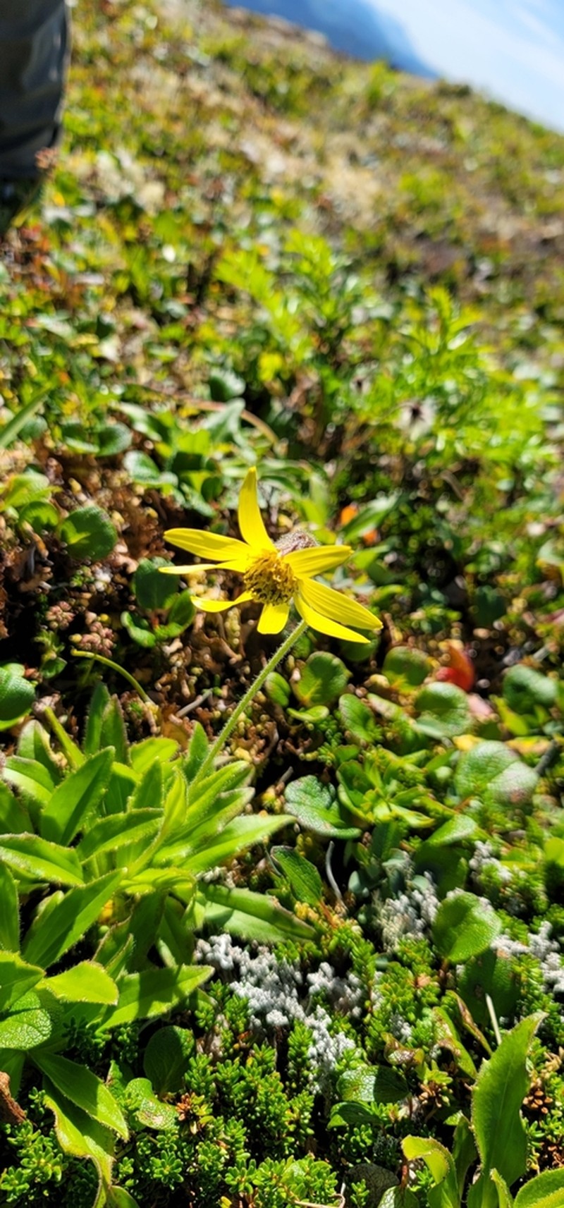 Nodding Arnica photo 4