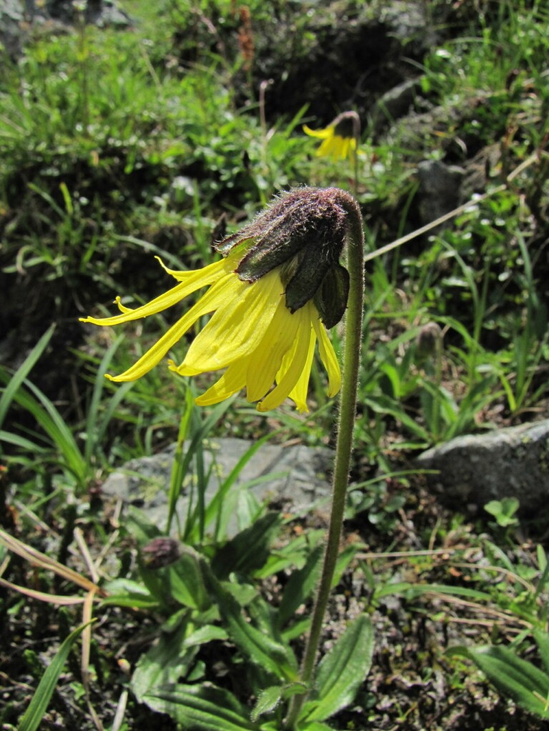 Nodding Arnica photo 5