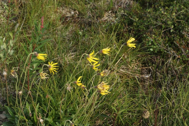 Nodding Arnica photo 6