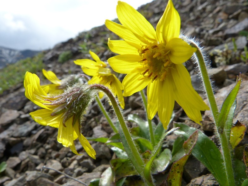 Nodding Arnica photo 7