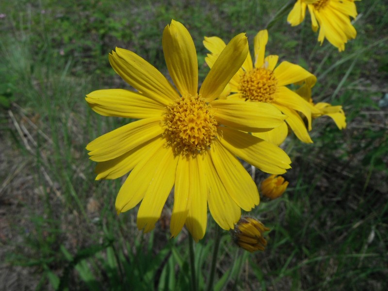 Longleaf Arnica