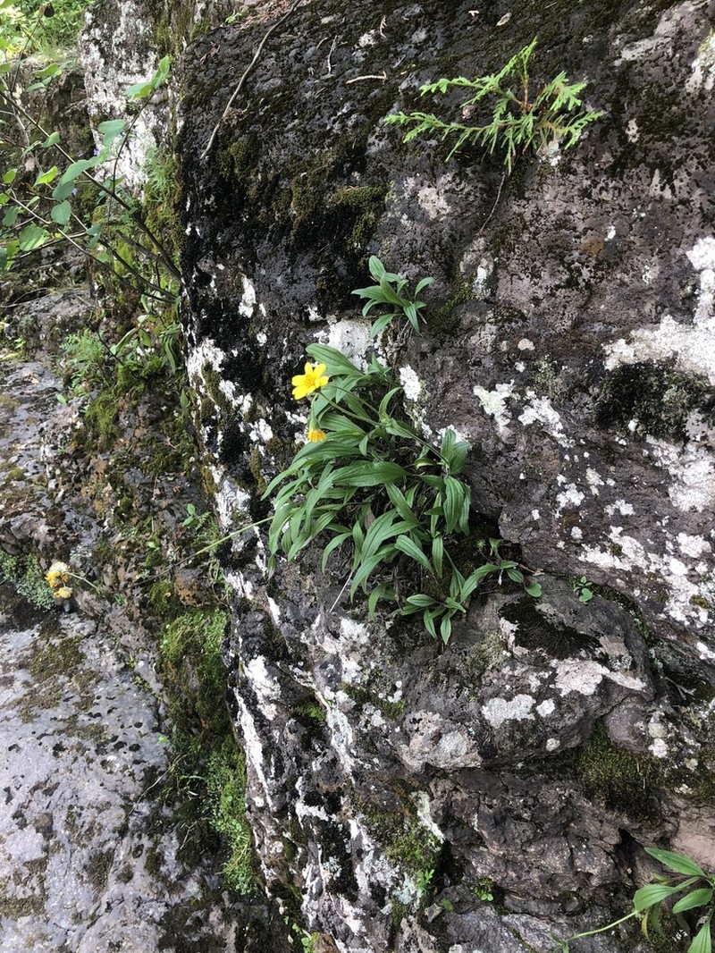 Longleaf Arnica photo 2