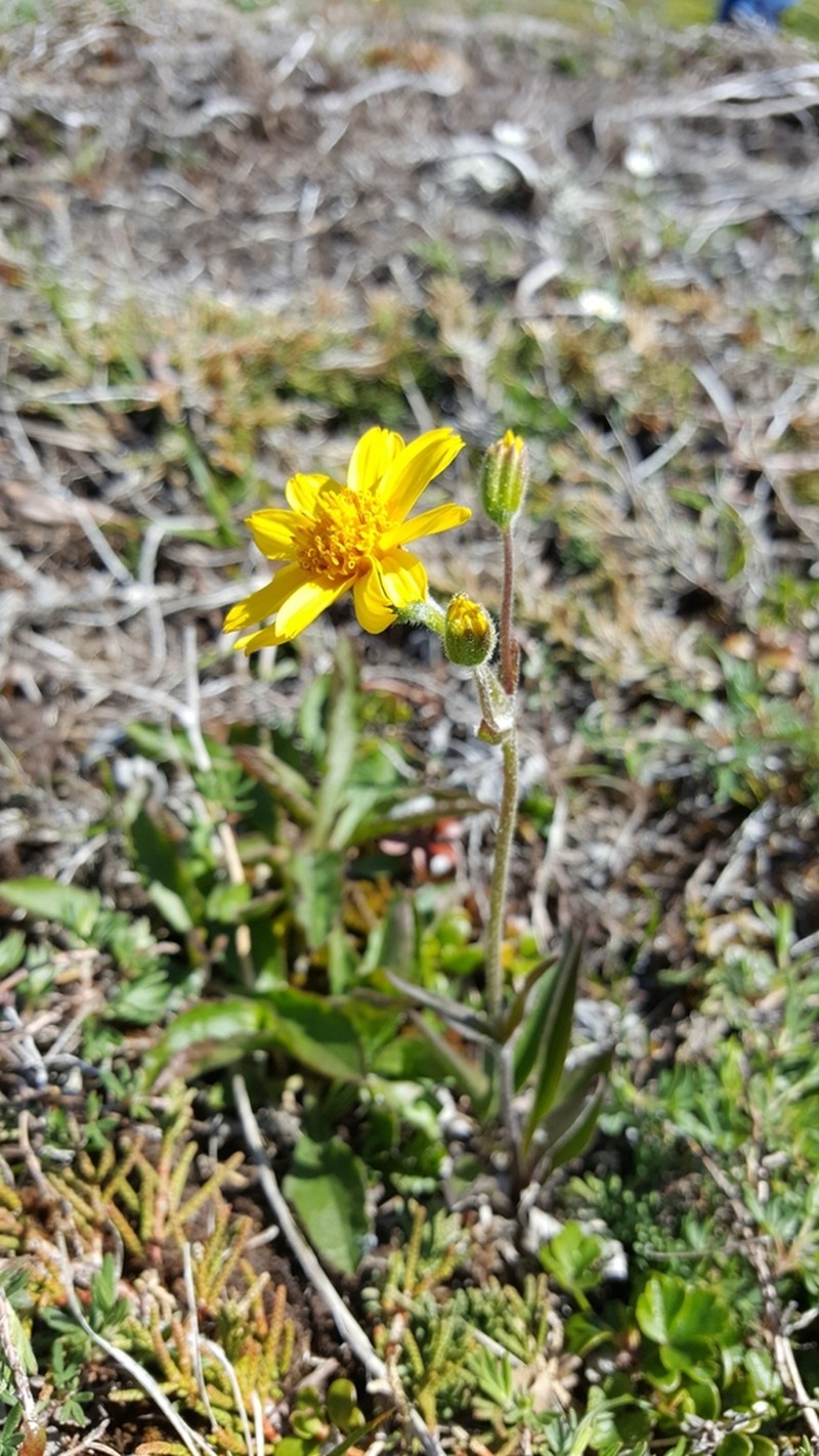 Longleaf Arnica photo 3