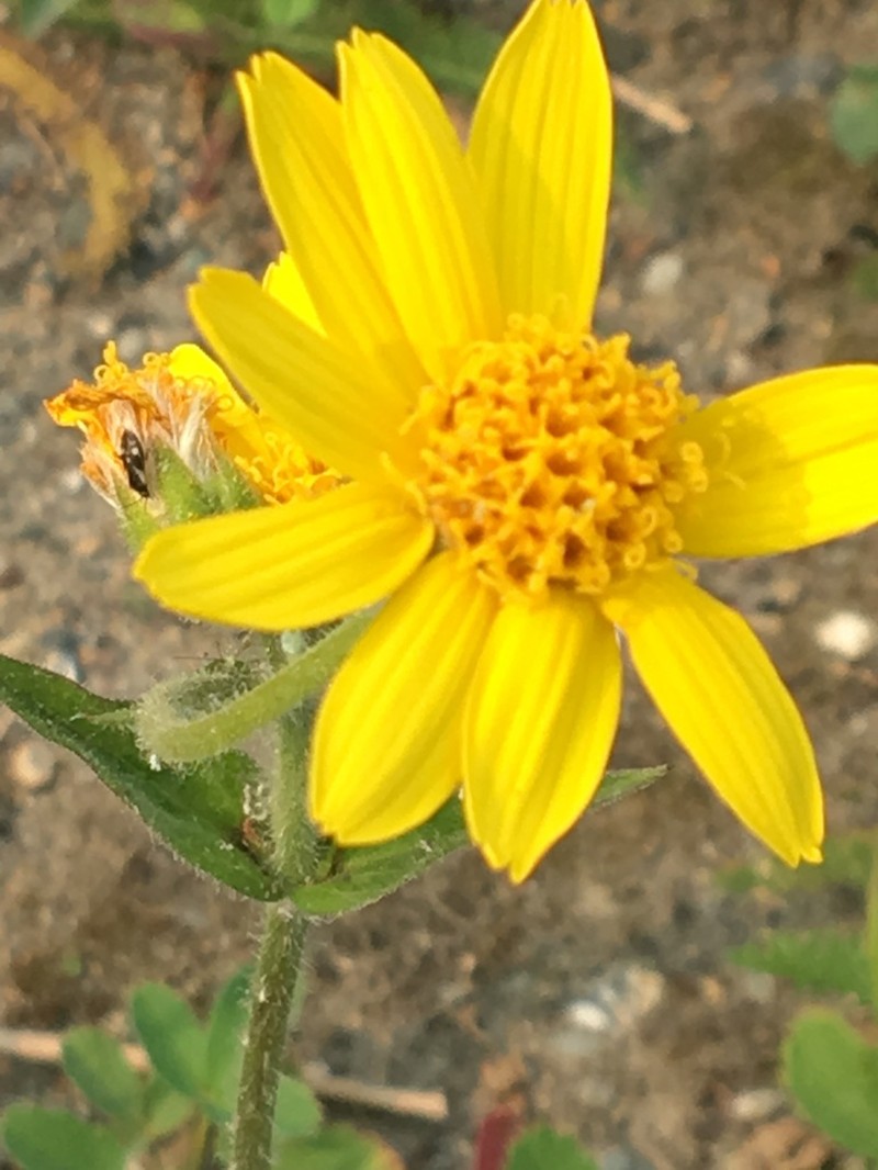 Longleaf Arnica photo 4