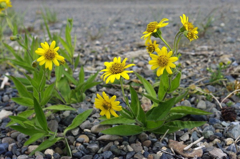 Longleaf Arnica photo 5